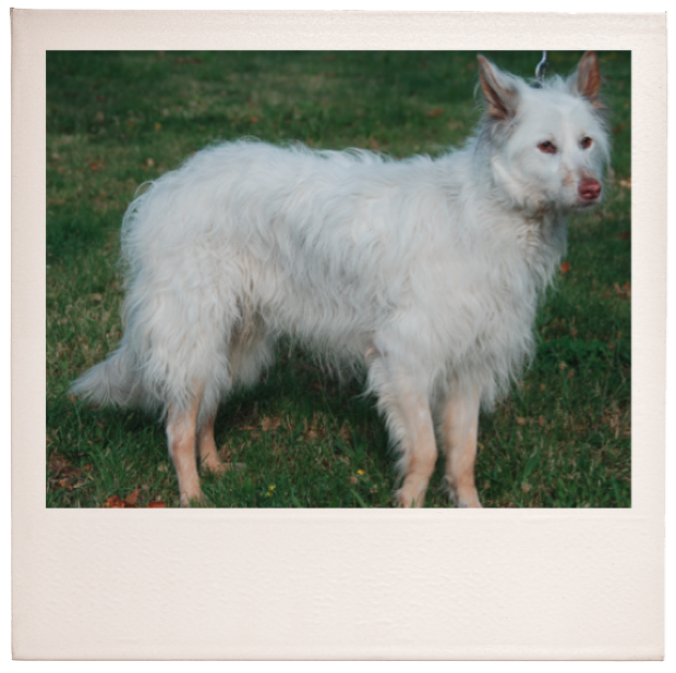 Therapie der Addison´schen Erkrankung beim Hund